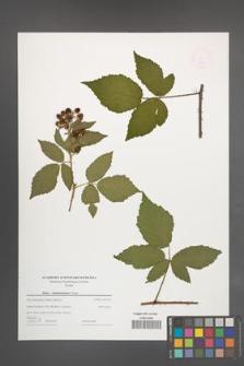 Rubus tabanimontanus [KOR 49127]