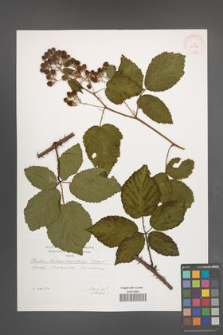 Rubus tabanimontanus [KOR 29598]