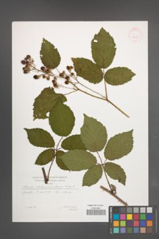 Rubus tabanimontanus [KOR 29595]