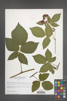 Rubus tabanimontanus [KOR 51632]