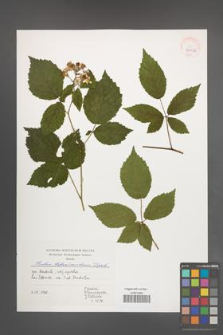 Rubus tabanimontanus [KOR 39956]