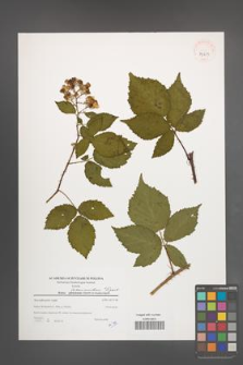 Rubus tabanimontanus [KOR 39619]