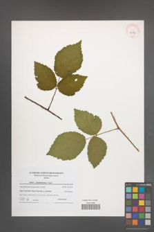 Rubus tabanimontanus [KOR 40737]