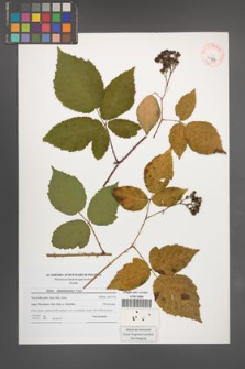 Rubus tabanimontanus [KOR 40759]