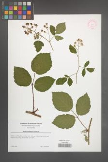 Rubus thelybatos [KOR 51873]