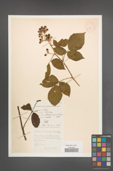 Rubus thuringensis [KOR 18615]