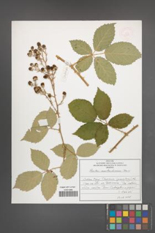 Rubus austroslovacus [KOR 53111]