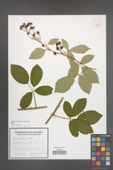 Rubus austroslovacus [KOR 53981]