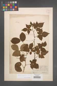 Rubus corylifolius [KOR 54505]
