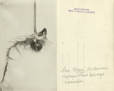 Prywatne archiwum fotograficzne roślin drzewiastych Stanisława Sokołowskiego : Kasztanowiec