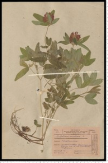 Trifolium medium L.