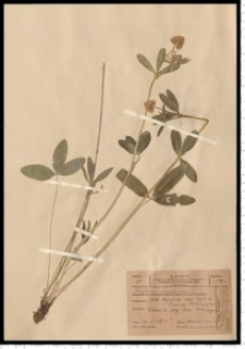 Trifolium montanum L.