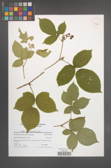 Rubus fabrimontanus [KOR 41196]