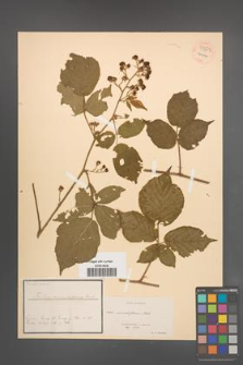 Rubus minutiflorus [KOR 54508]