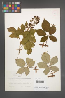 Rubus pericrispatus [KOR 24902]