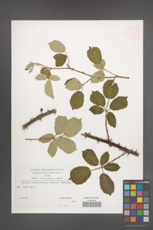 Rubus ulmifolius [KOR 32856]