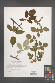 Rubus ulmifolius [KOR 32858]