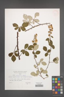 Rubus ulmifolius [KOR 32809]