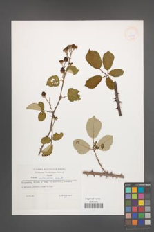 Rubus ulmifolius [KOR 32968]