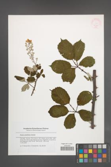 Rubus ulmifolius [KOR 46284]