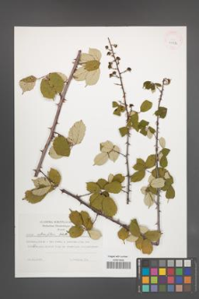 Rubus ulmifolius [KOR 41372]