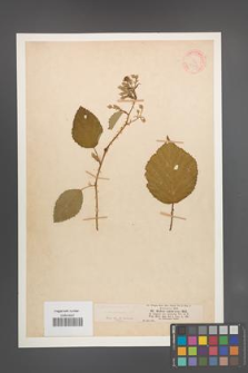 Rubus umbrosus [KOR 18628]