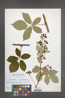 Rubus velutinus [KOR 51808]