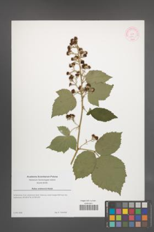 Rubus vratnensis [KOR 51874]