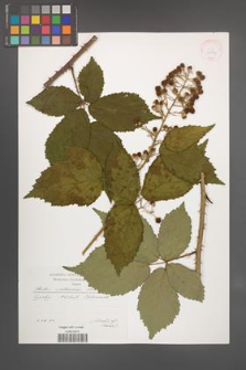 Rubus vratnensis [KOR 29577]
