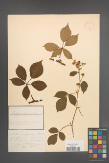 Rubus vulgaris [KOR 18650]