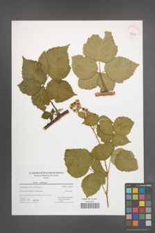 Rubus wahlbergii [KOR 42822]