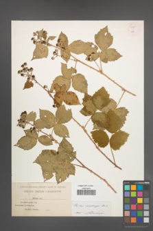 Rubus wahlbergii [KOR 54883]