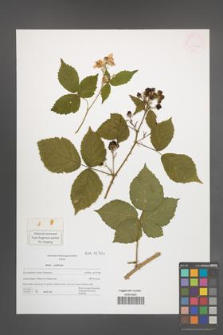 Rubus wahlbergii [KOR 42761]