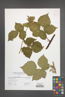 Rubus wahlbergii [KOR 42814]