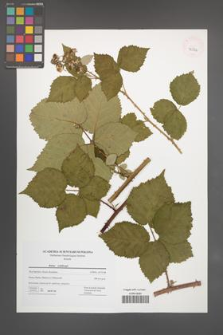 Rubus wahlbergii [KOR 42824]