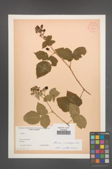 Rubus wahlbergii [KOR 54534]