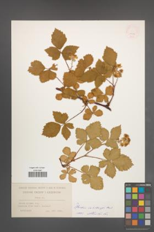 Rubus wahlbergii [KOR 10638]