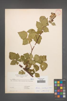 Rubus wahlbergii [KOR 5812]
