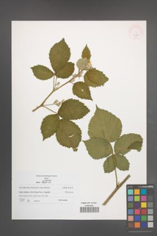 Rubus wahlbergii [KOR 45985]