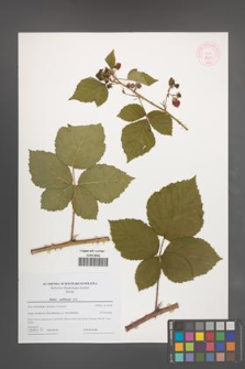 Rubus wahlbergii [KOR 44357]