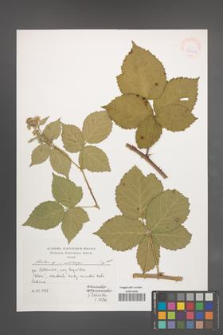 Rubus wahlbergii [KOR 39967]