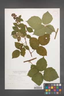 Rubus wahlbergii [KOR 32894]