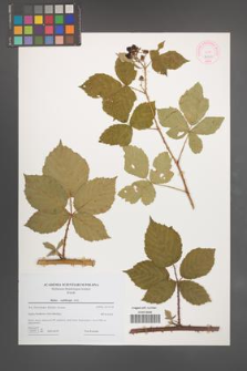 Rubus wahlbergii [KOR 44360]