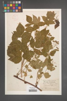 Rubus wahlbergii [KOR 18646]