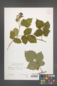 Rubus wahlbergii [KOR 39924]
