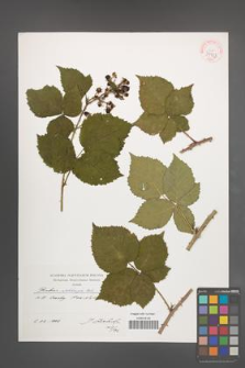 Rubus wahlbergii [KOR 39923]