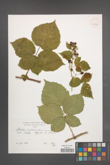 Rubus wahlbergii [KOR 39939]