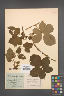 Rubus wahlbergii [KOR 18647]