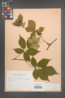 Rubus wimmerianus [KOR 23416]