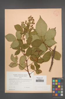 Rubus wimmerianus [KOR 22798]